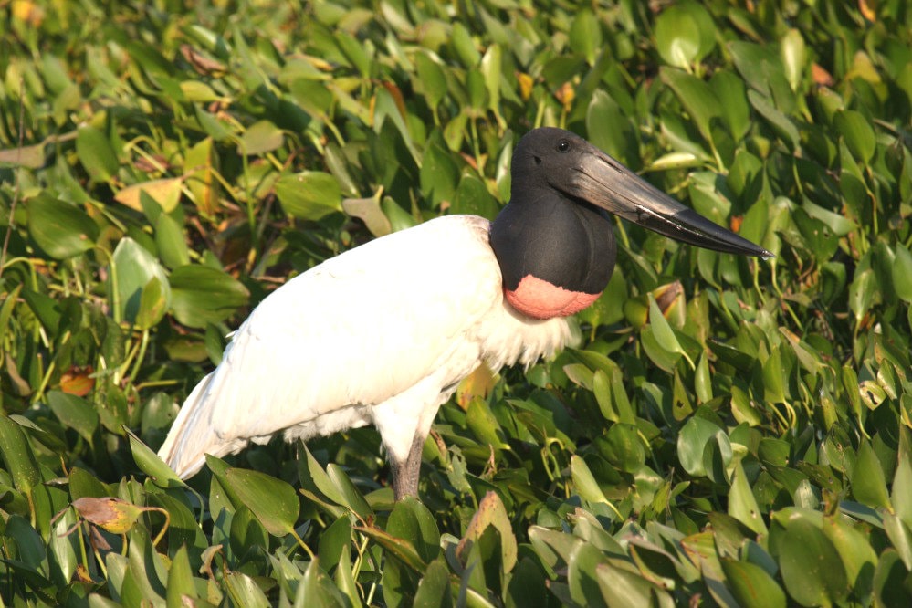 13 animais do Pantanal que você não pode deixar de conhecer