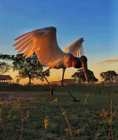 Passeios no Pantanal: por que fazer cavalgada no cerrado do Mato Grosso? -  Rede de Hotéis Mato Grosso