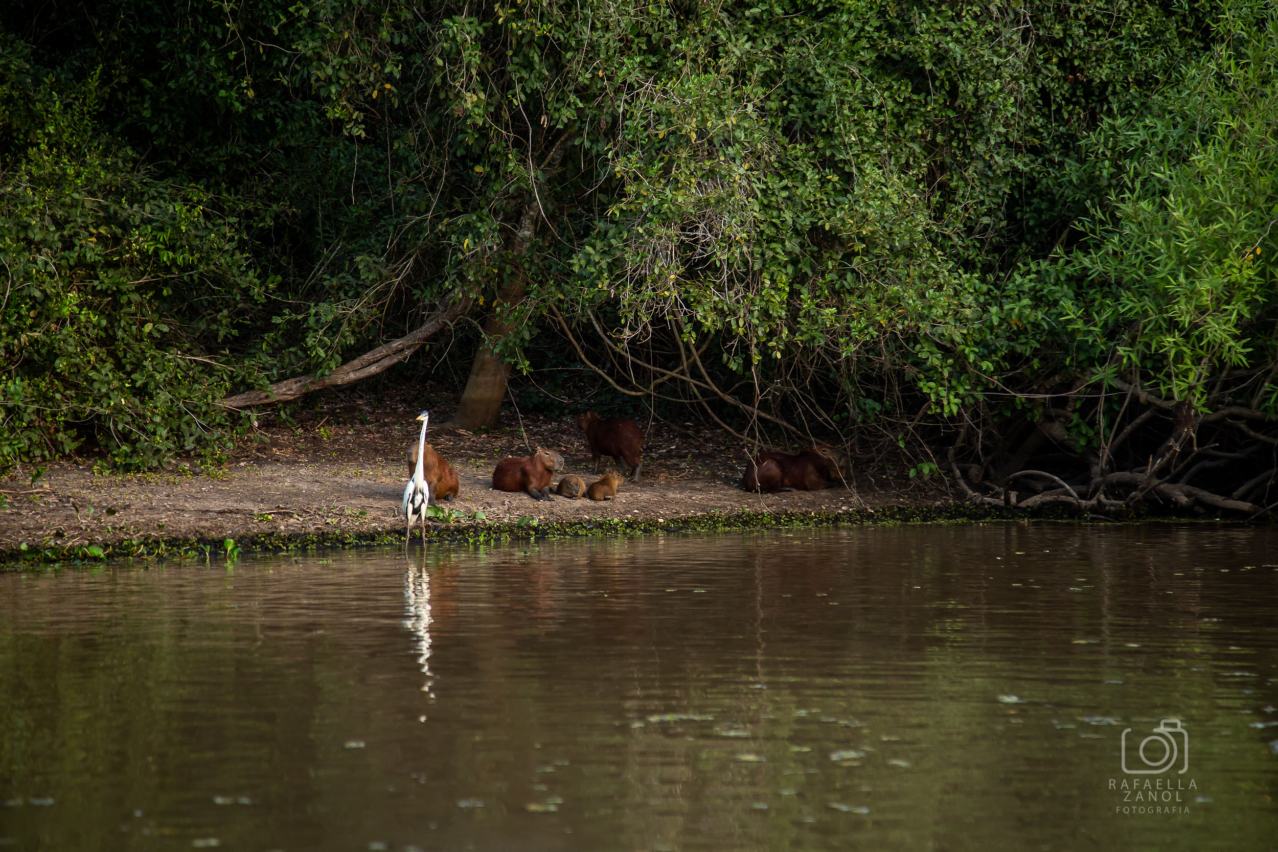 Pantanal Mato Grosso Hotel - Rede De Hotéis Mato Grosso